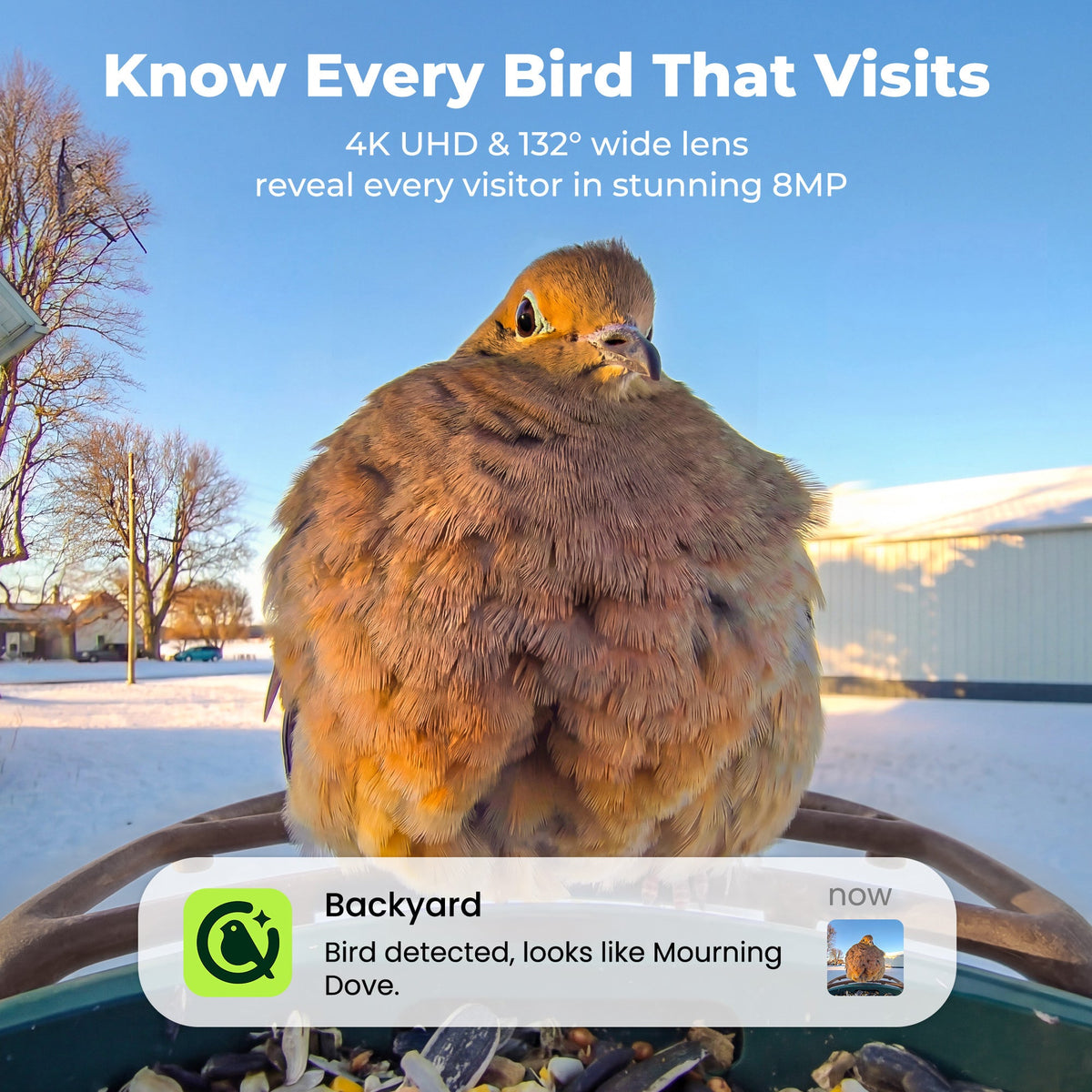 Bird Feeder 2 4K AI Camera with Solar Panel (Lifetime AI Included)