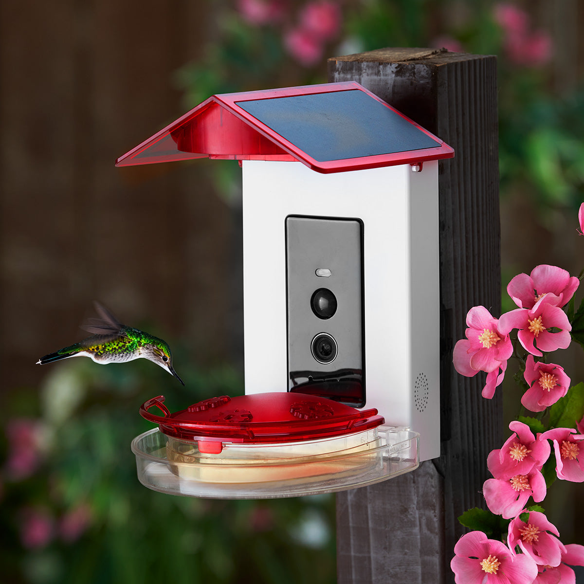 Video Camera Hummingbird Feeder