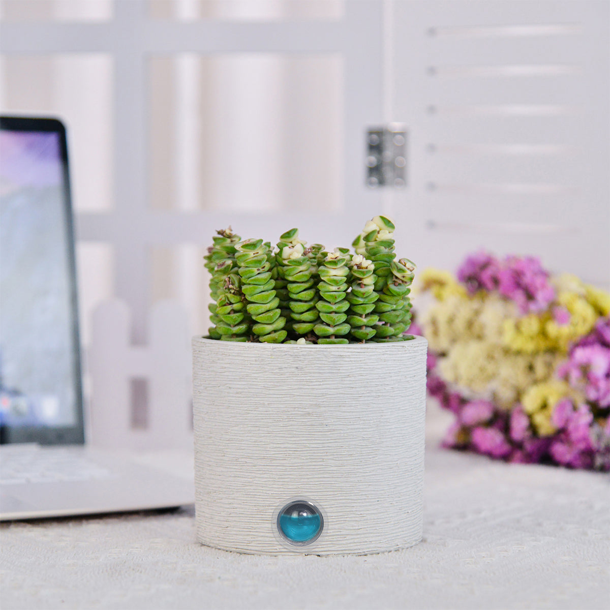 Self-Watering Cylinder Pot System for Indoor Plants (Set of 3)