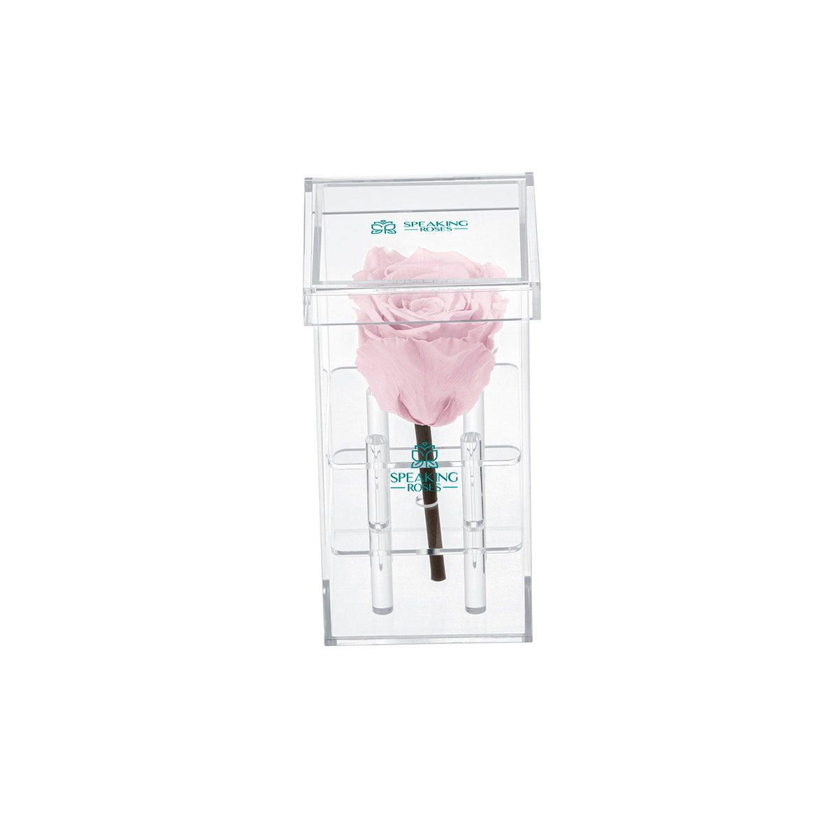 Single Stem Preserved Rose