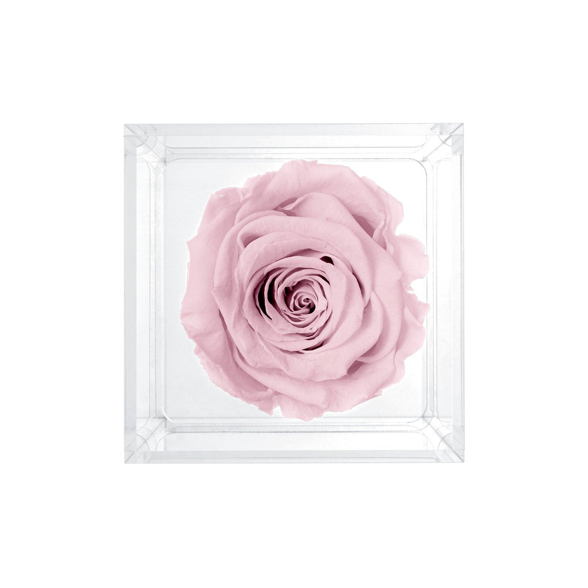 Single Stem Preserved Rose