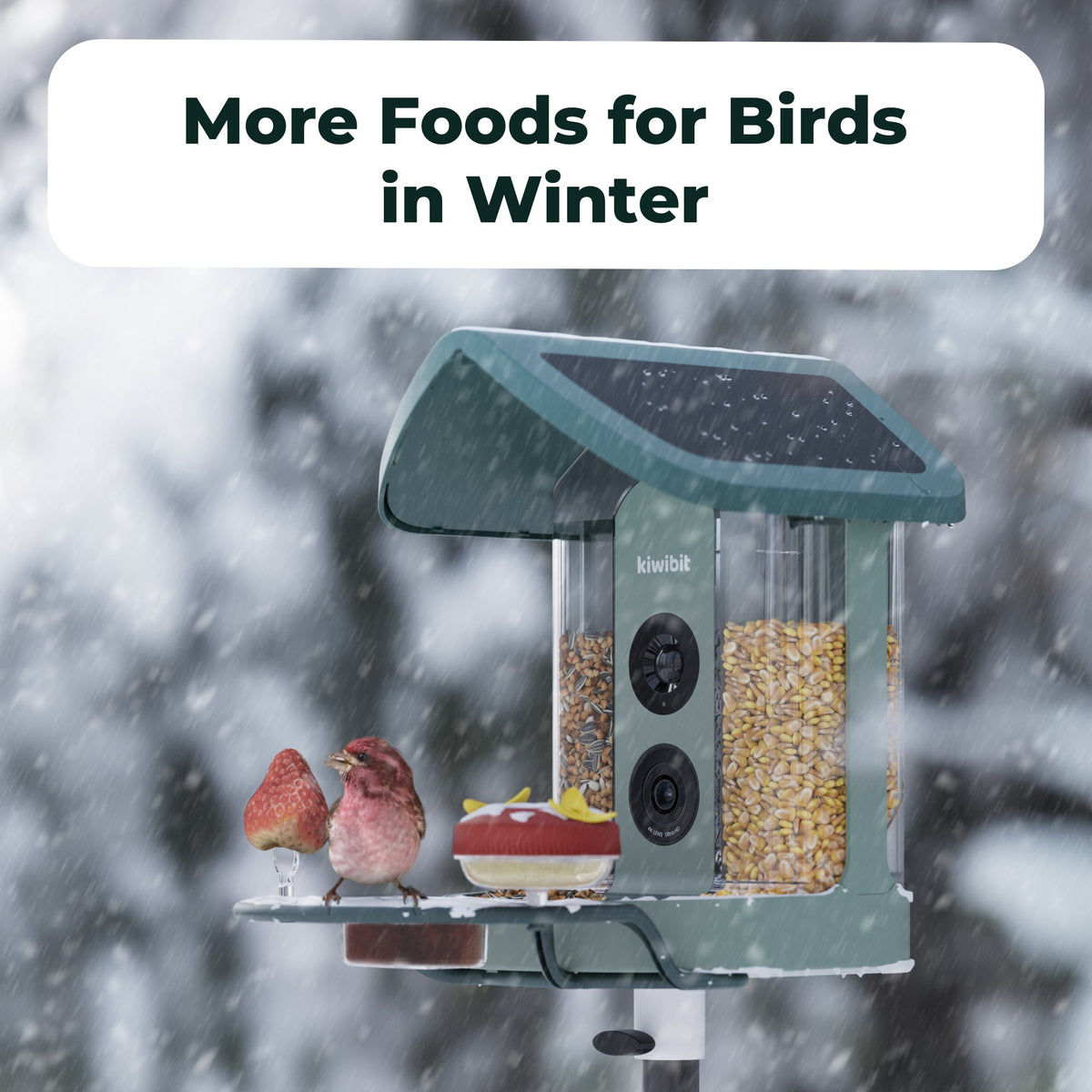 All-in-One Bird Feeding Kit for Smart Bird Feeder