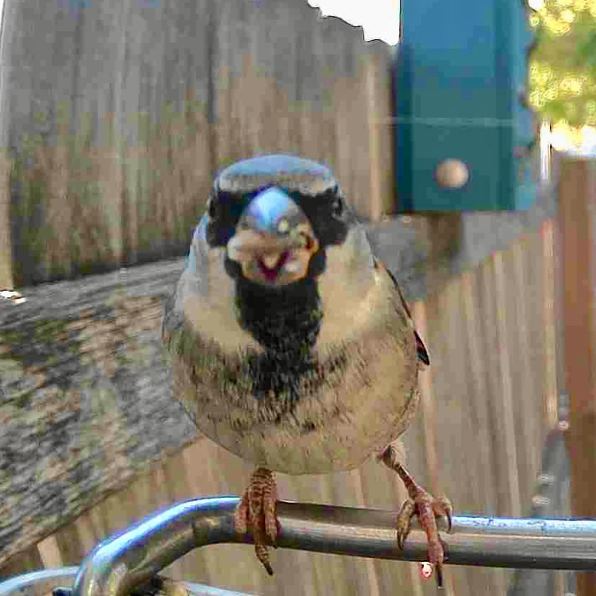 Video Camera Bird Feeder