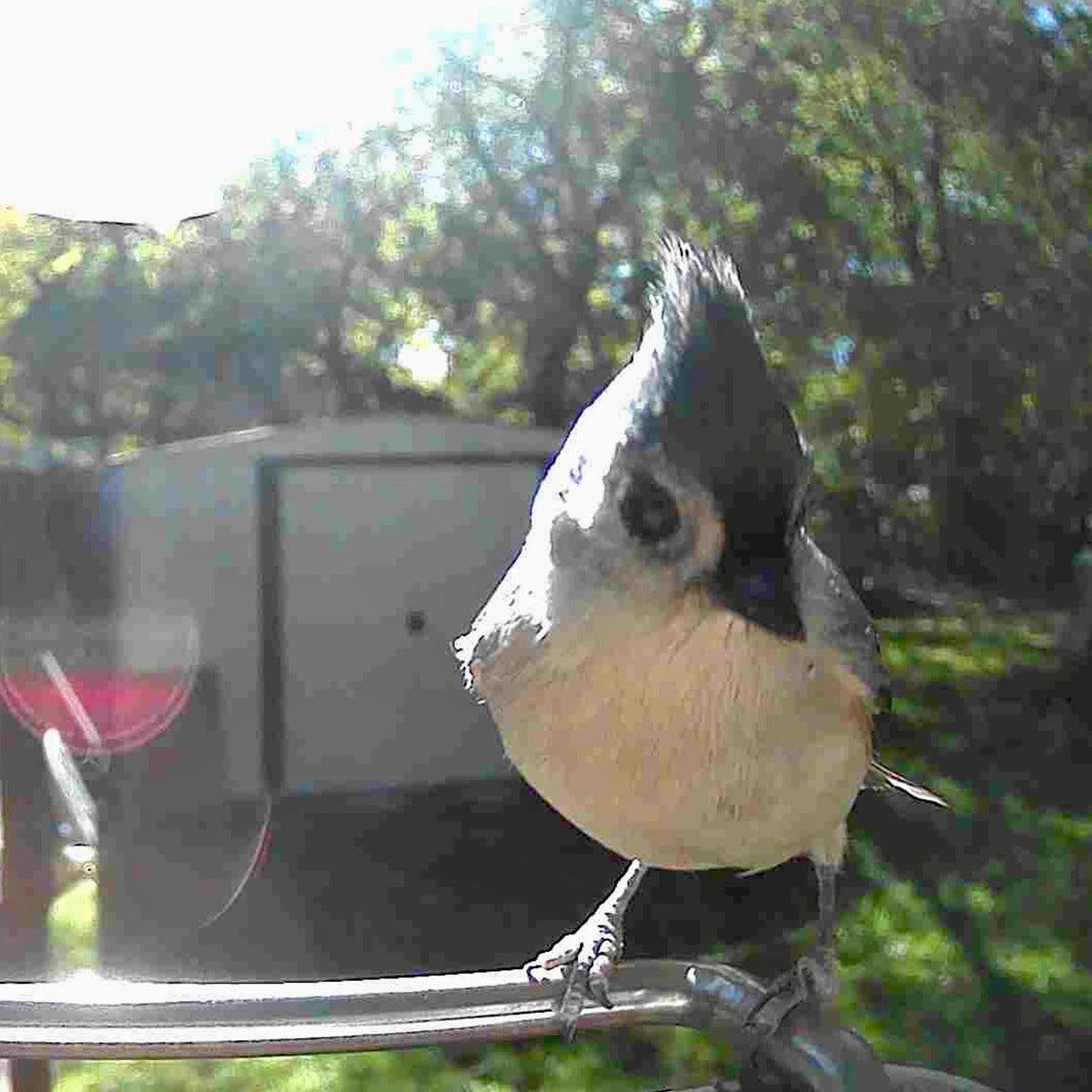 Video Camera Bird Feeder