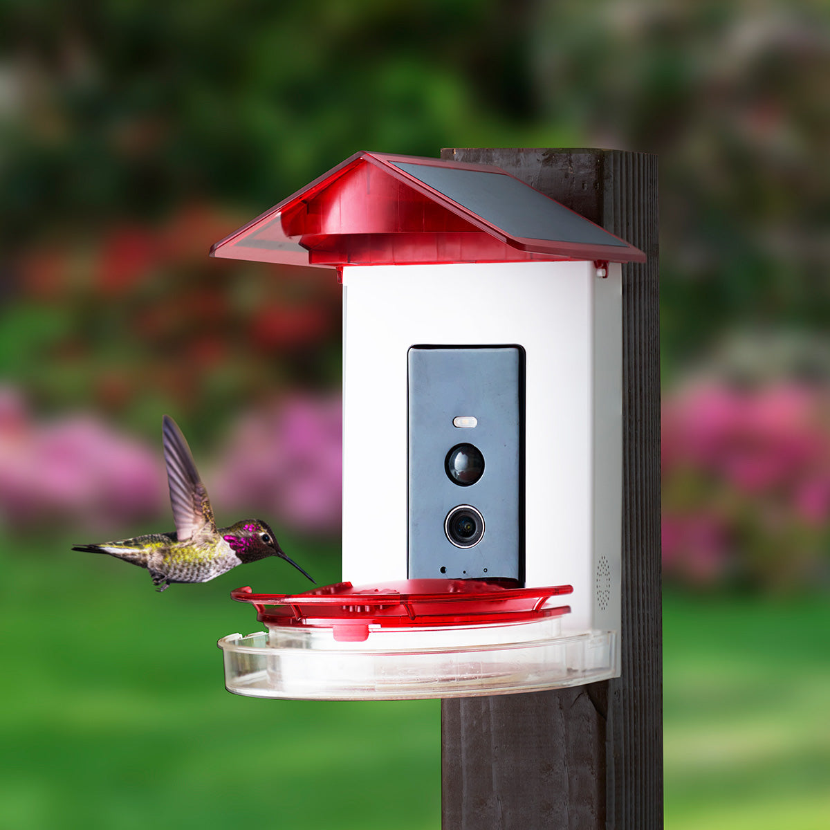 Video Camera Hummingbird Feeder