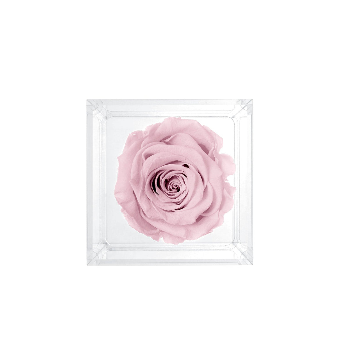 Single Stem Preserved Rose