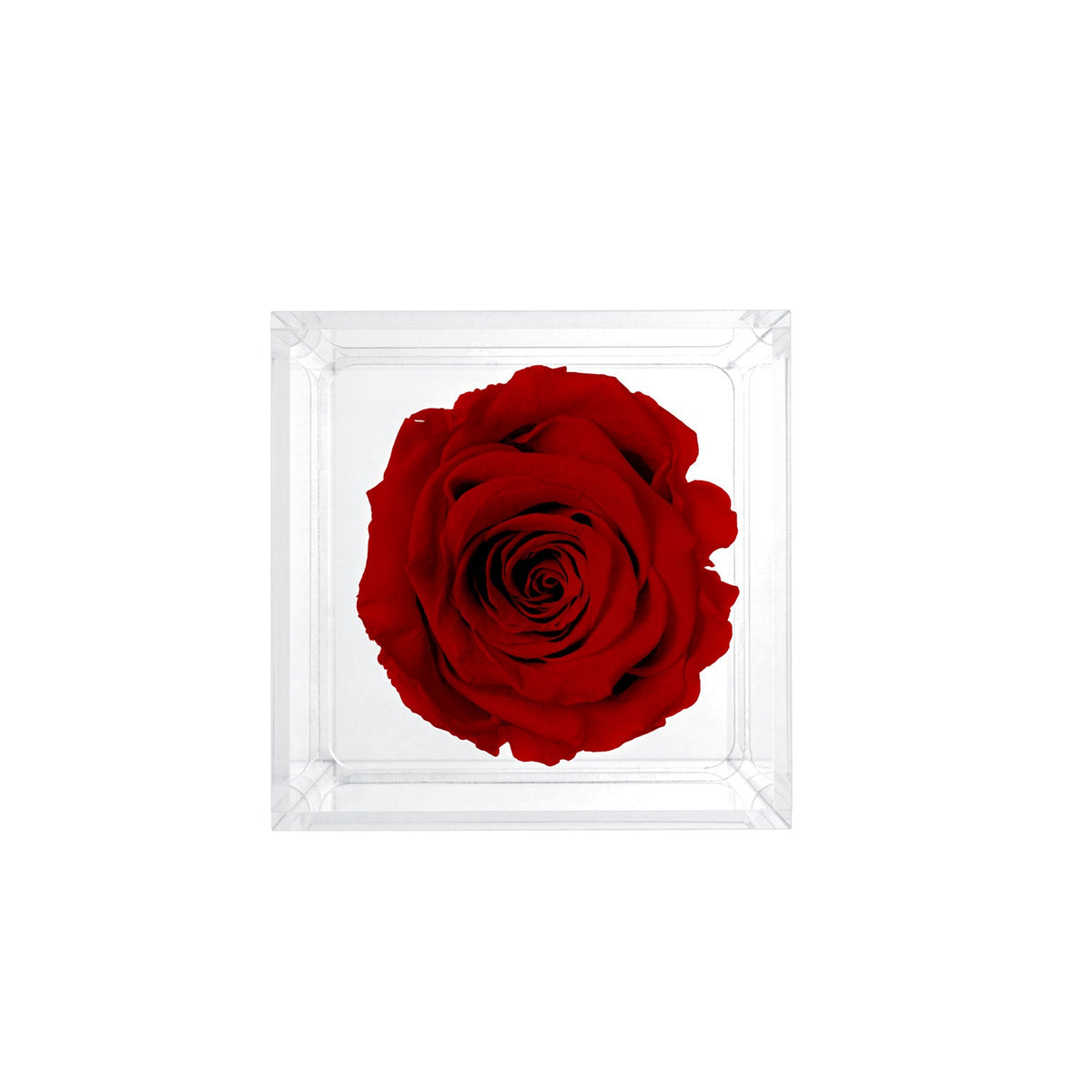 Single Stem Preserved Rose