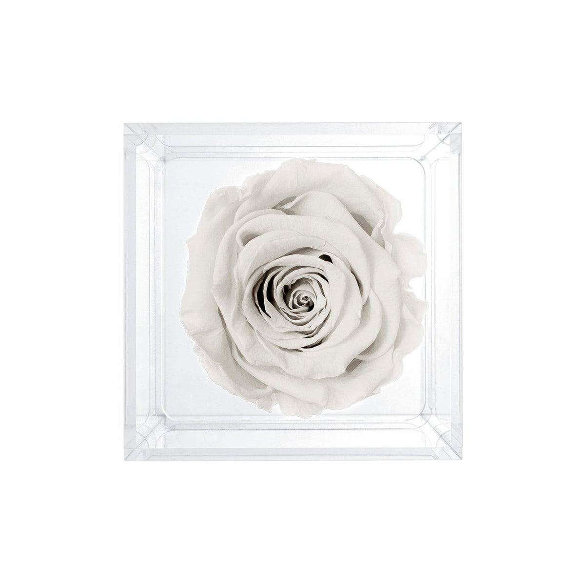 Single Stem Preserved Rose
