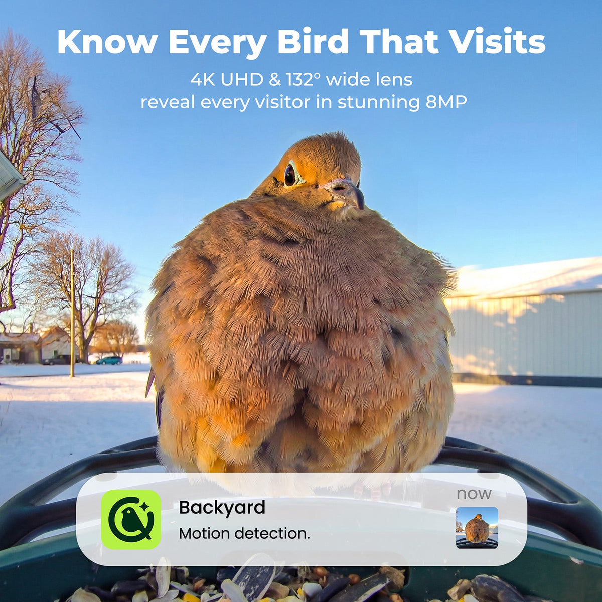 Bird Feeder 4K AI Camera Solar Panel Kit (Lifetime AI Included)