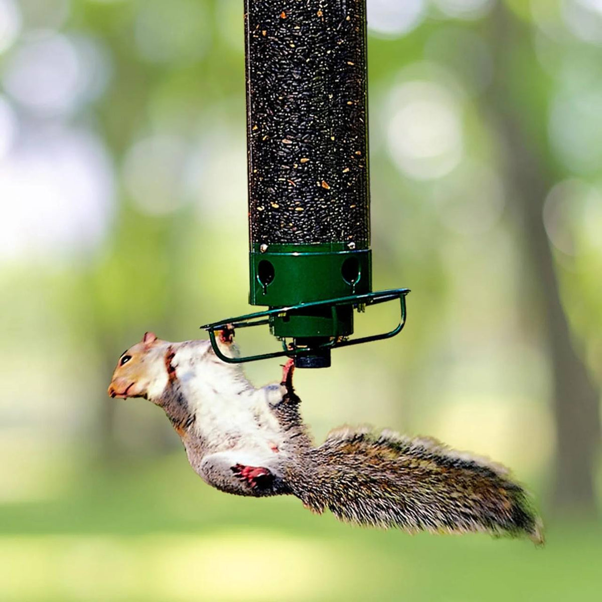 Squirrel Proof Bird Feeder Hanging Mount